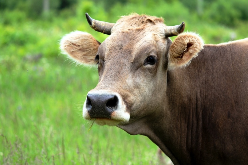muuuuuuuuu