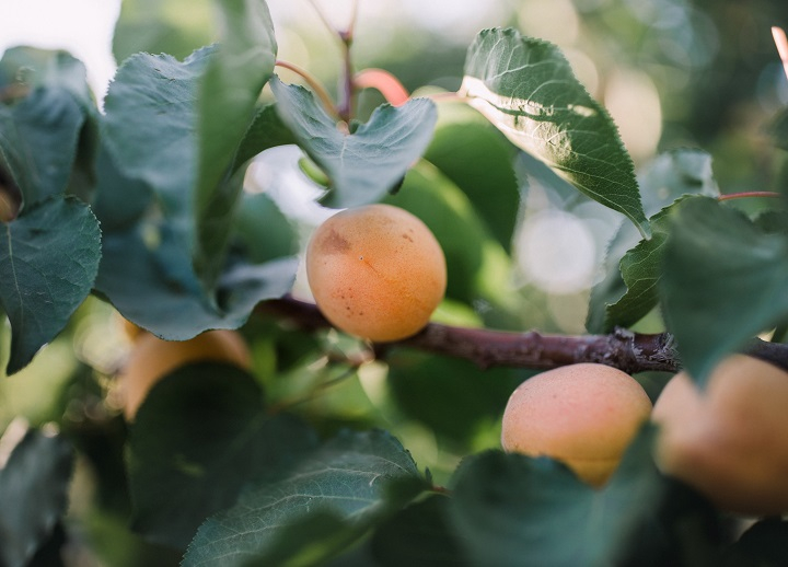 Высохший абрикос. Высохший абрикос. Чипсы из абрикосов. Высушенный абрикос. Урюк дерево плоды.