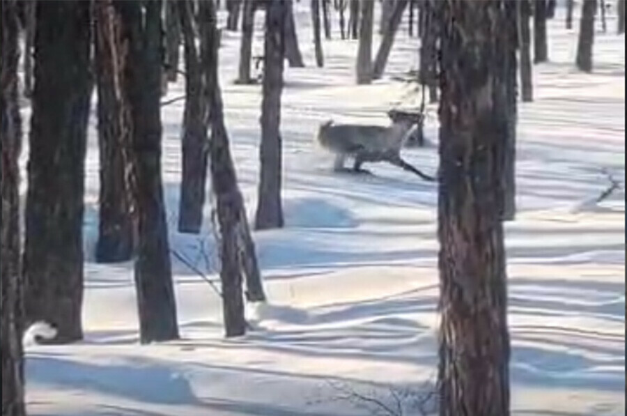 Так вот ты какой северный олень Удачное видео сделал охотник в Амурской области