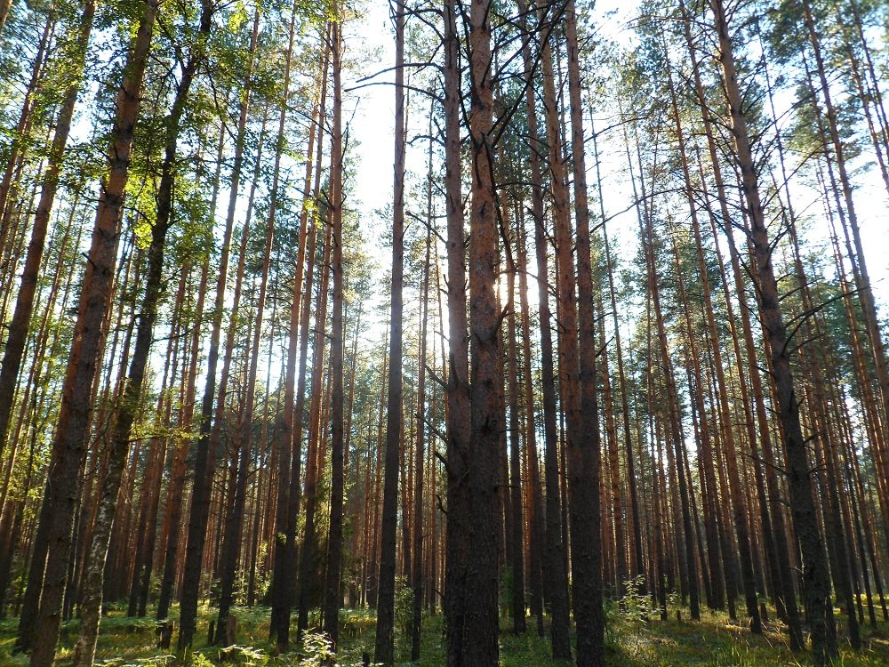 Сосна башкирская фото