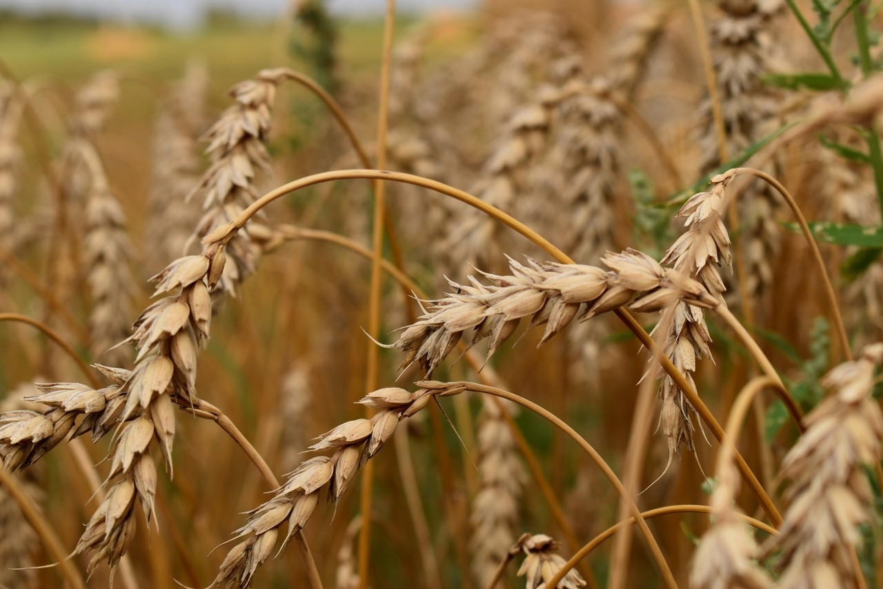 В Кировской области инвестору под крупный проект выделят два земельных участка 