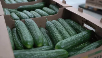 Свежие местные огурцы появятся снова в сентябре на Камчатке