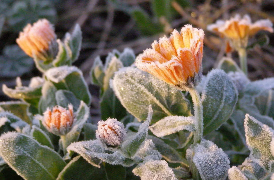 идут заморозки. первые заморозки. заморозки гольцберг. зимние растения. первые заморозки.
