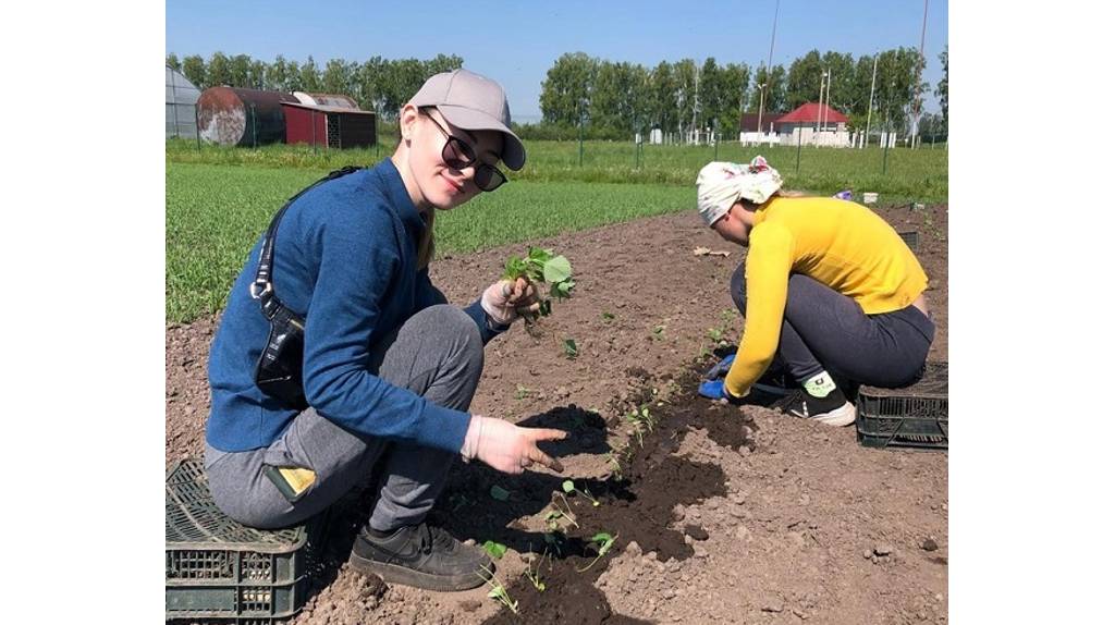 Студенты аграрного университета вырастили для брянцев полтонны земляники