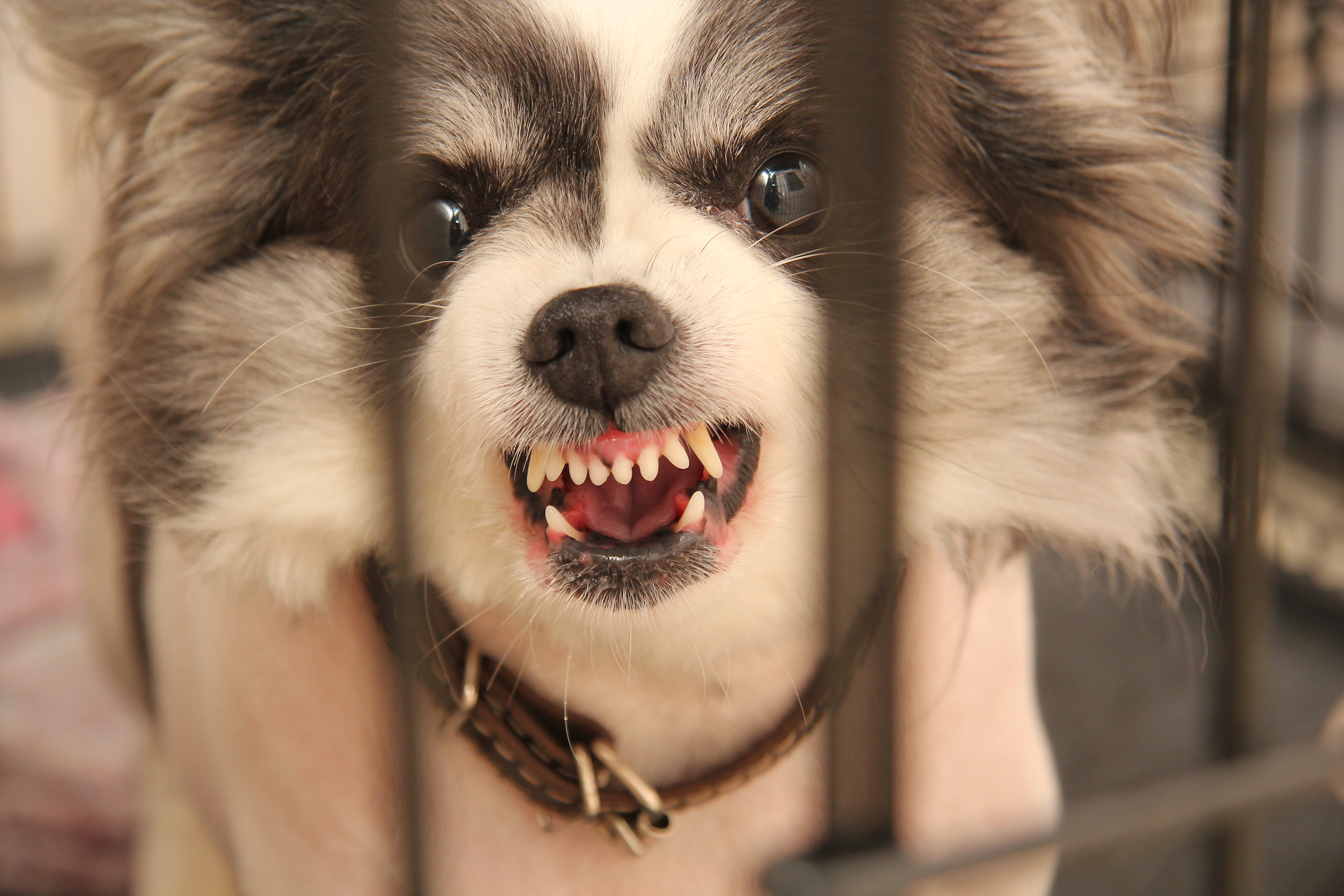 Злая собака. Раздражает собака. Раздражает собака. Бродячие собаки. Раздражает собака.