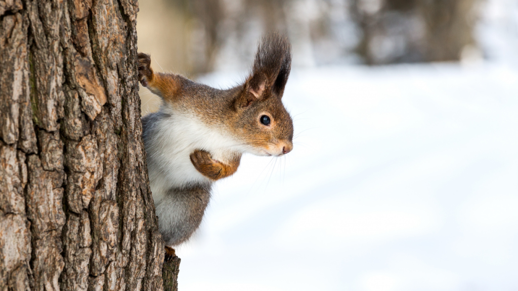 На востоке метеорологическая зима, но на новой неделе станет теплее