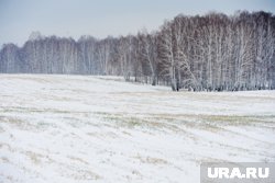 Заброшенная земля в Курганской области будет продана с торгов