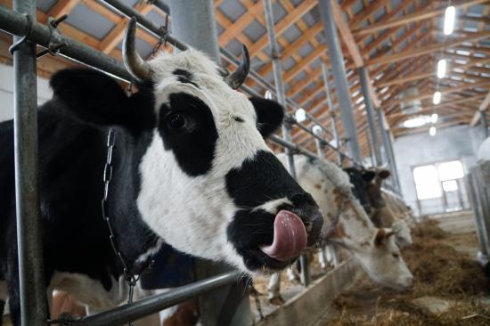 Субсидии на приобретение кормов для скота планируют предоставлять в Иркутской области в 2023 году