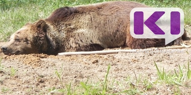 В Коми открывается прием заявлений на добычу бурого медведя
