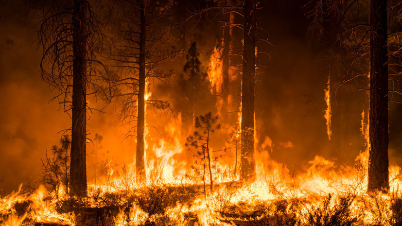 В Канаде сгорело почти 15 млн гектаров территорий из-за лесных пожаров