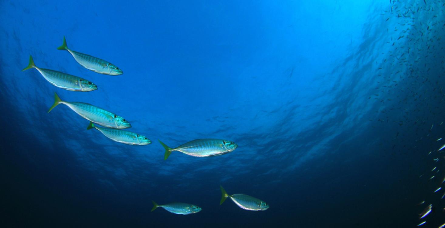 Ловись, рыбка…: эксперты РСХБ проанализировали рынок технологий для аквакультуры в России