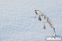 Снежный покров в Кургане сильно сократился из-за дождя
