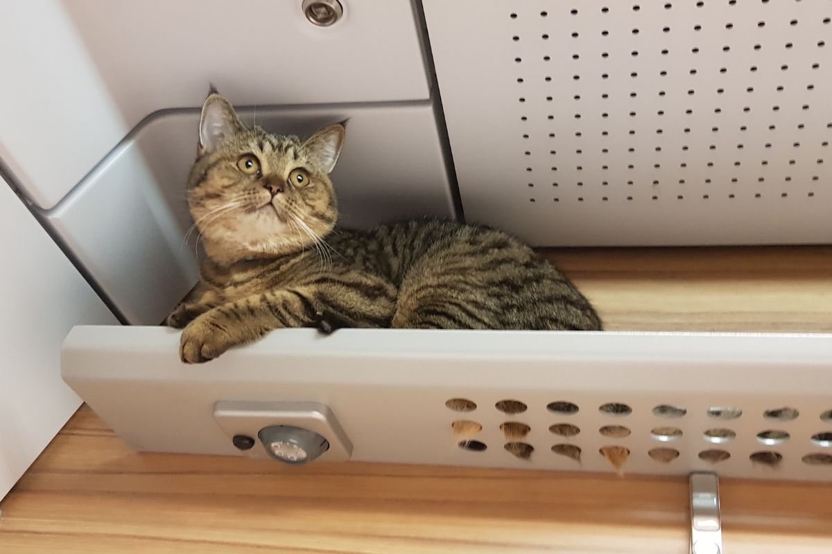 «Дочка» РЖД изменила правила перевозки животных, чтобы предотвратить побеги