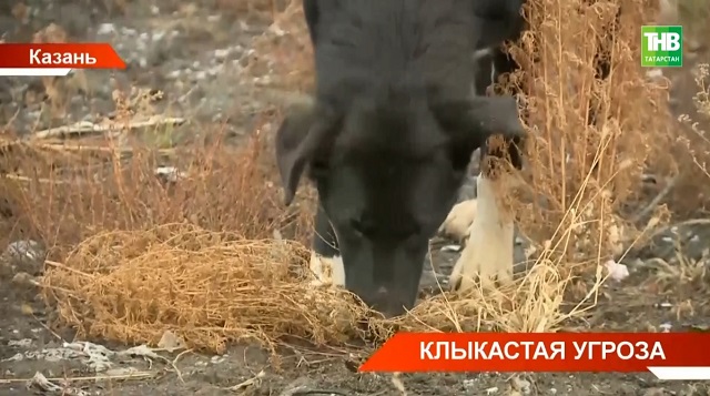В Казани состоялось слушание резонансного дела о смертельном нападении собак на женщину в Самосырово