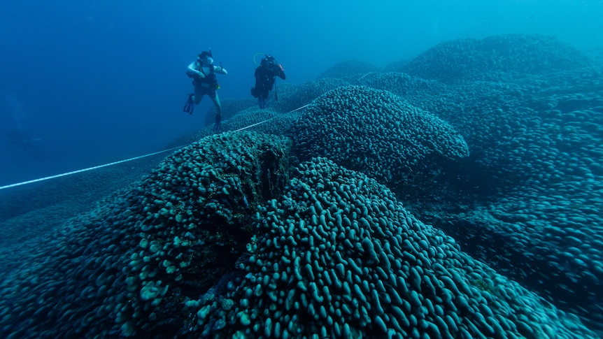 National Geographic scientists discover 'world's largest' coral on expedition to Solomon Islands - ABC News