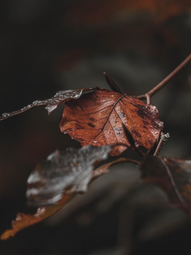 Плюсовые температуры ещё задержатся в Хабаровском крае