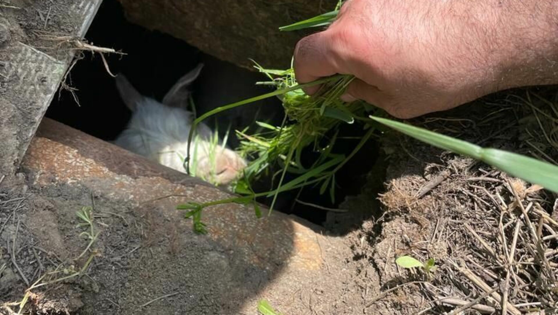 Спасли козленка. Козу спасают от газообразования. Козлята падают на ноги кручак. Спасли козленка. Мчсники спасают козлят.