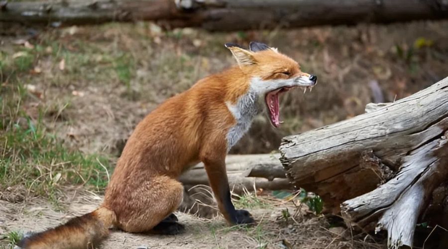 Лиса орет