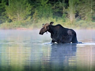 Водоплавающий лось в реке Черноголовке попал на видео