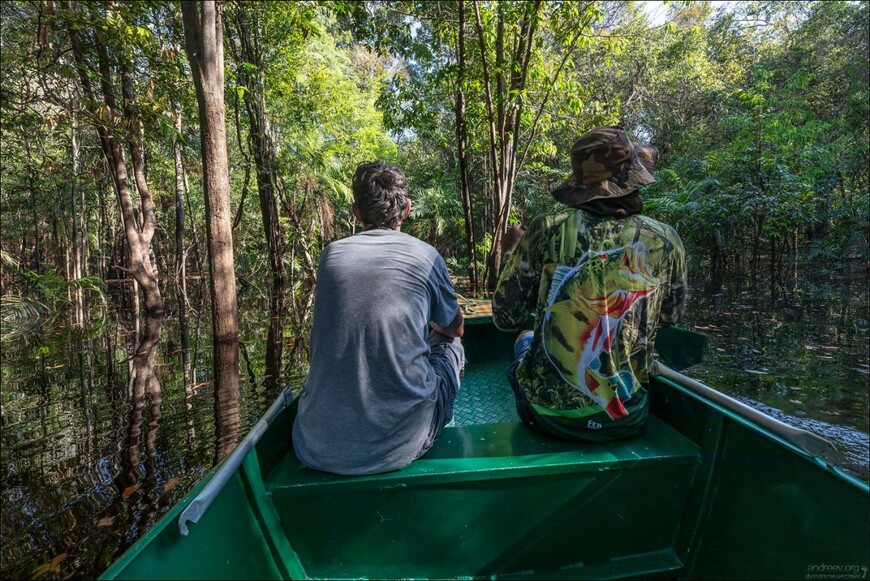 Розовые дельфины Черной реки