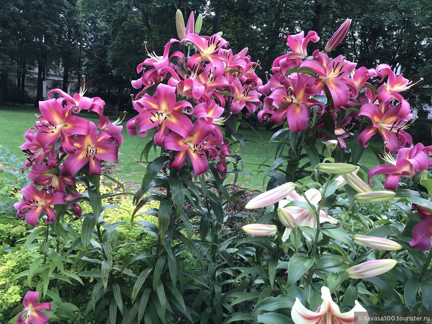 От Аничкова сада до улицы Росси