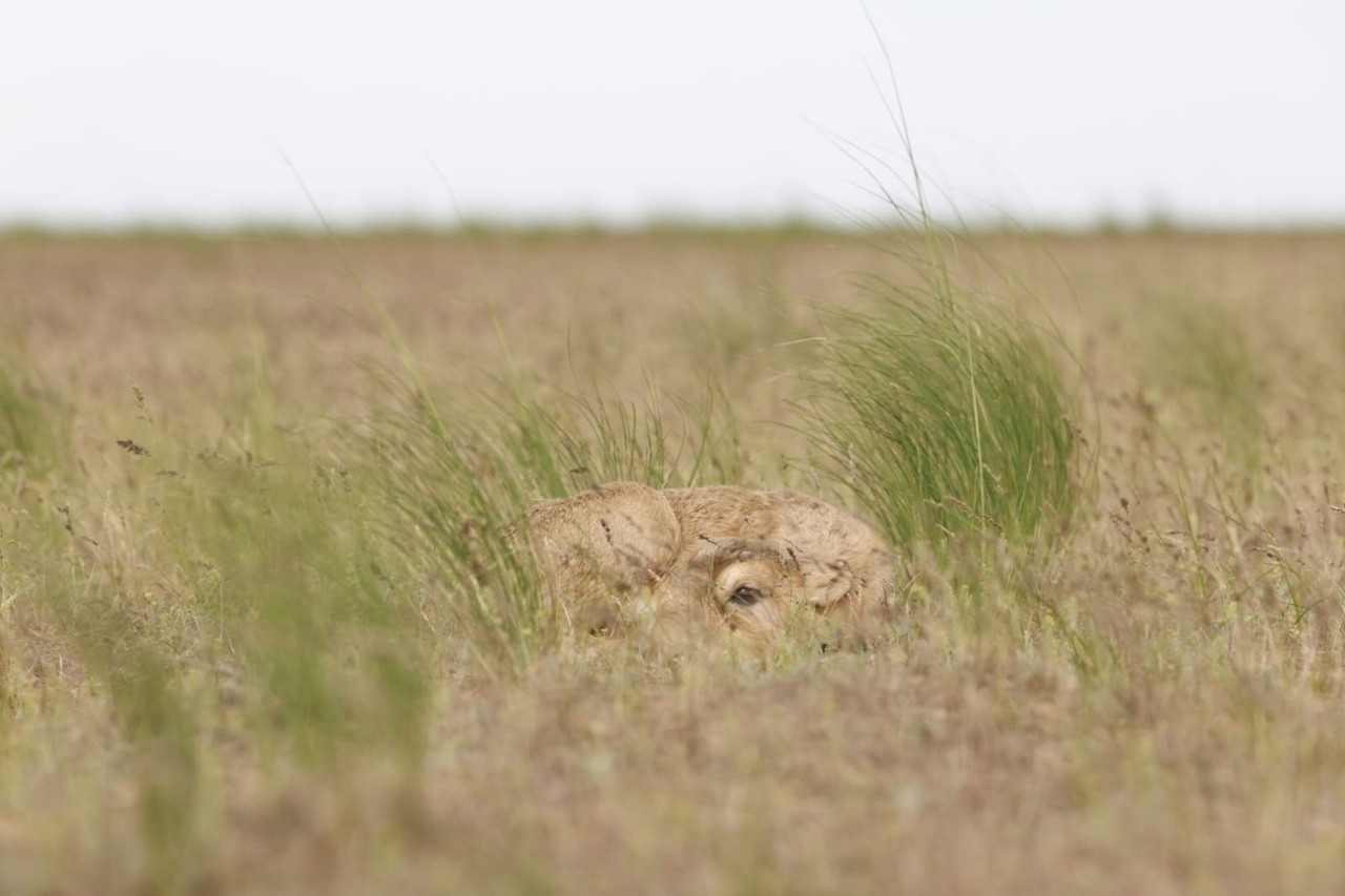 Сегодня весь мир празднует Международный день сайгака, а тем временем в Черных землях начинается самое важное событие в сезонном цикле степных антилоп – рождение молодняка