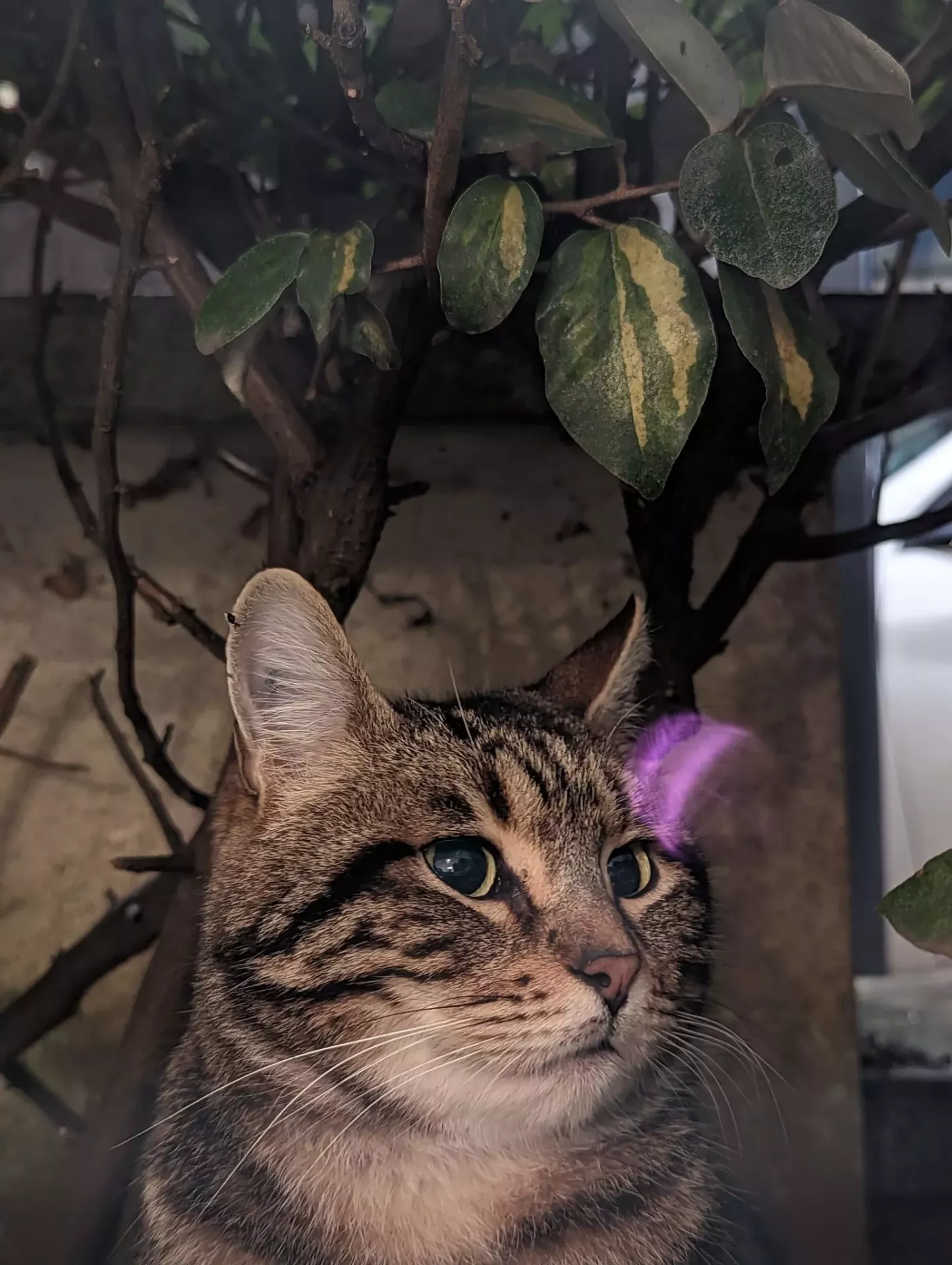 Samsung или Google? Удаление объектов с фото