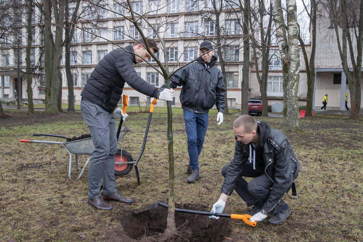 Политехники посадили деревья на аллее Героев 