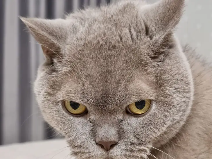 кошкв