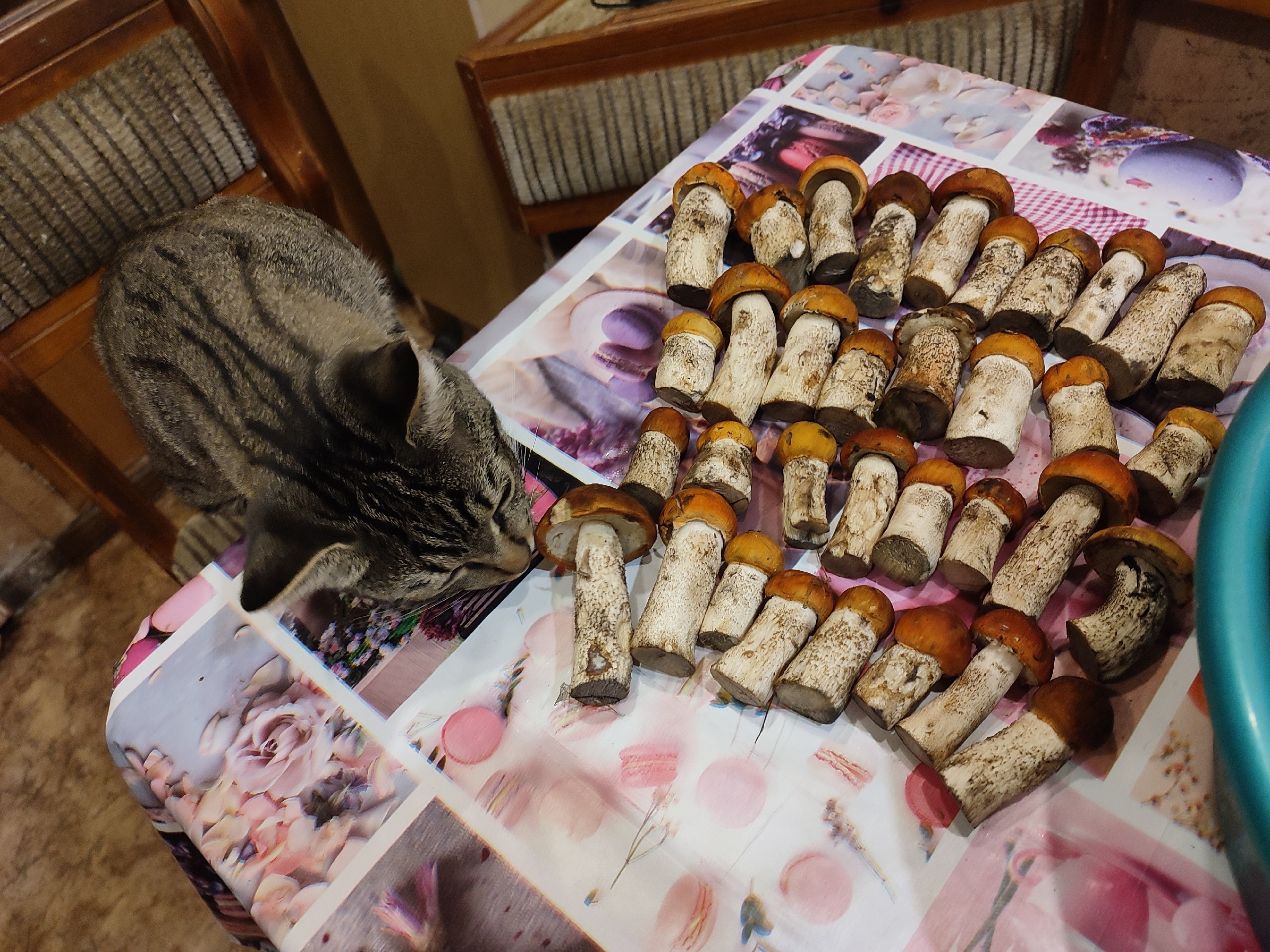 Кот-грибник помогает перебирать красноголовики