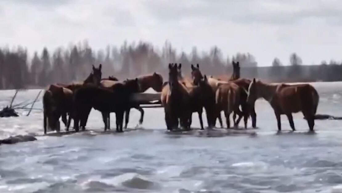 Югорские спасатели вызволили из водяного плена лошадей в Тюменской области