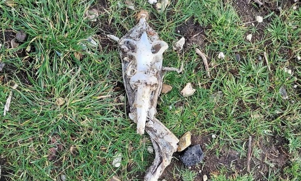 На пляже в Британии нашли загадочный скелет «Чужого» 