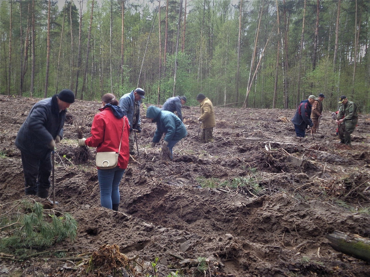 В Курской области на акции «Сад Памяти» высадили более 4 тысяч саженцев