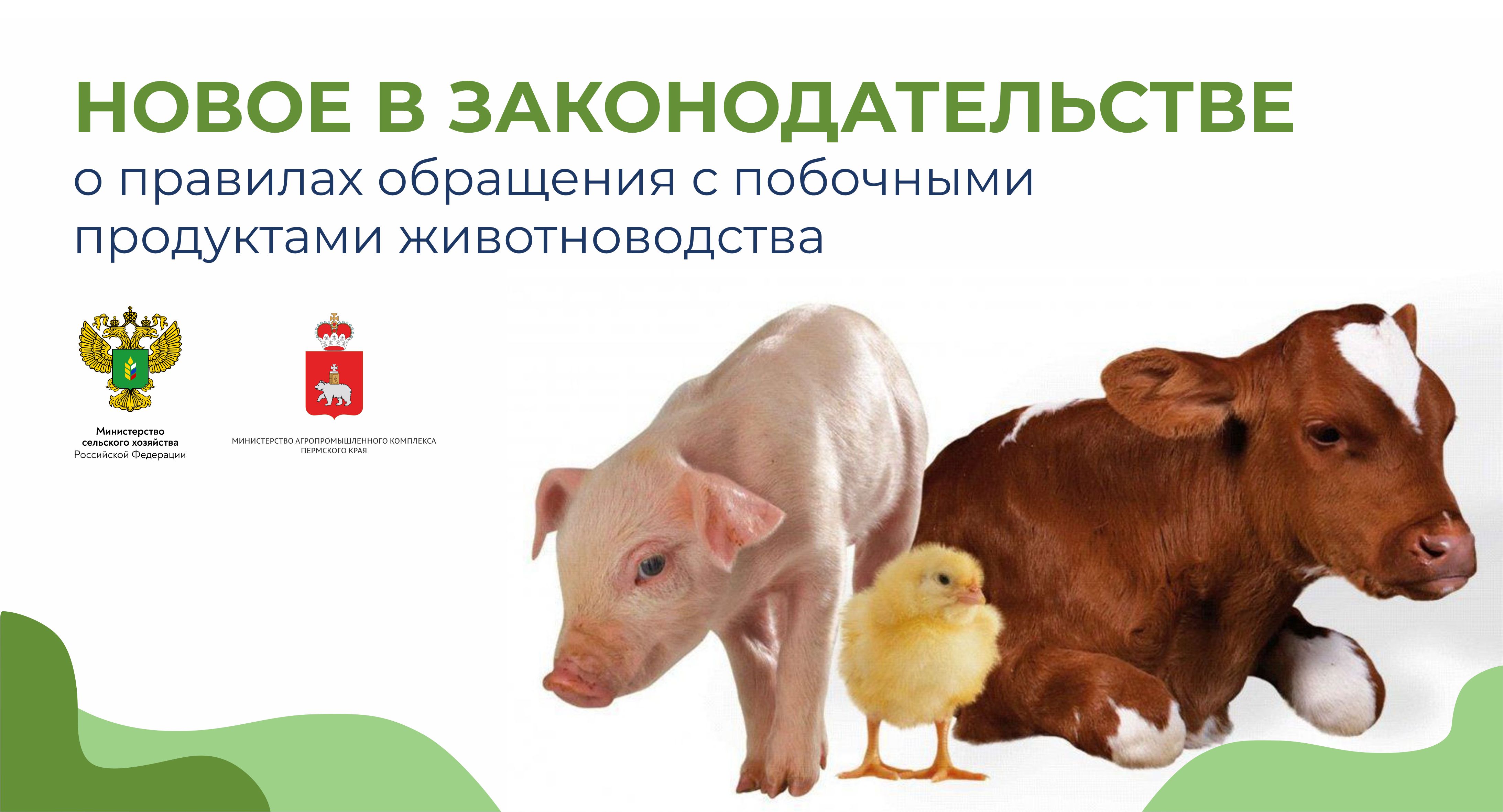 Требования к обращению побочных продуктов животноводства. Продукция животноводства. Побочные продукты животноводства. Товары для животноводства. Продукты животноводства окружающий мир.