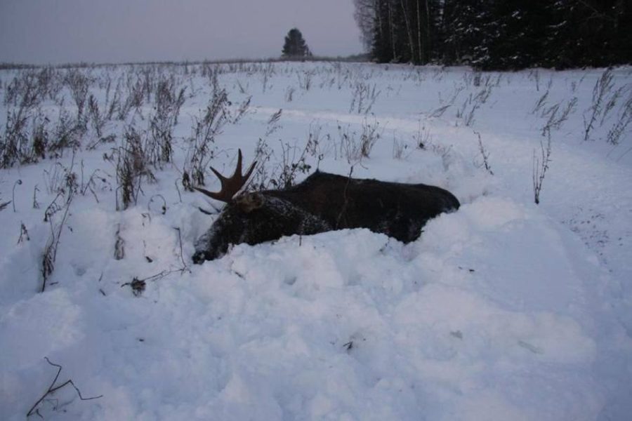 Семеро охотников признаны виновными в убийстве 4 лосей под Новосибирском