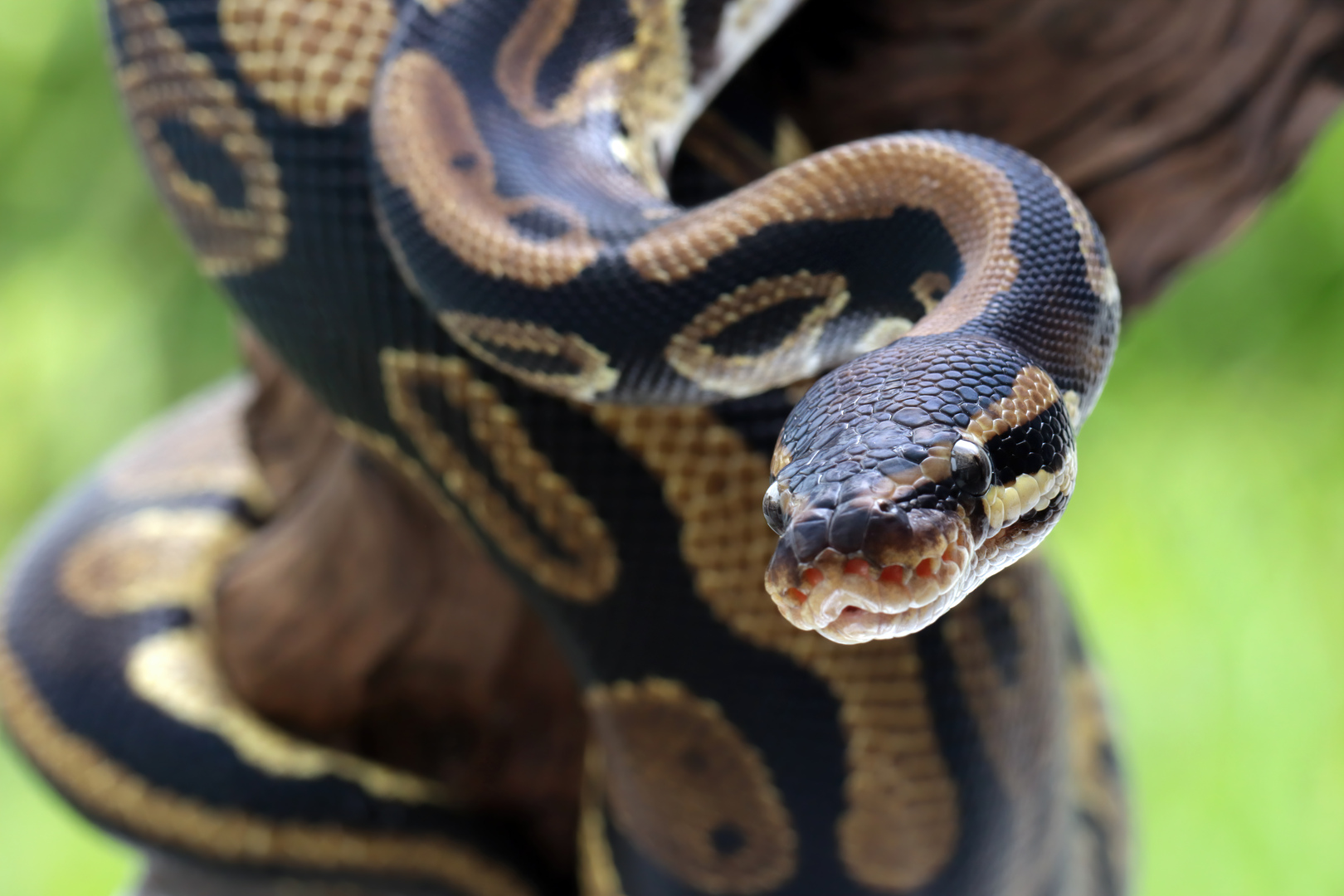 Snake back