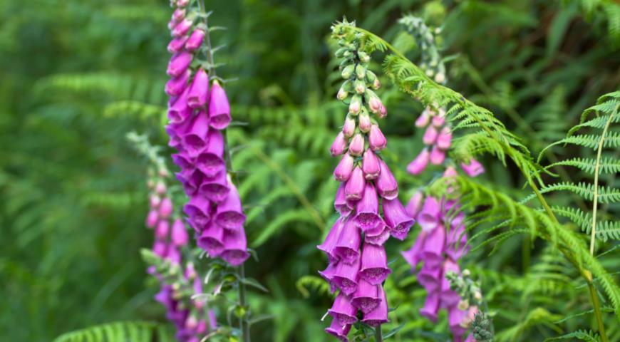 Наперстянка пурпурная (Digitalis purpurea)