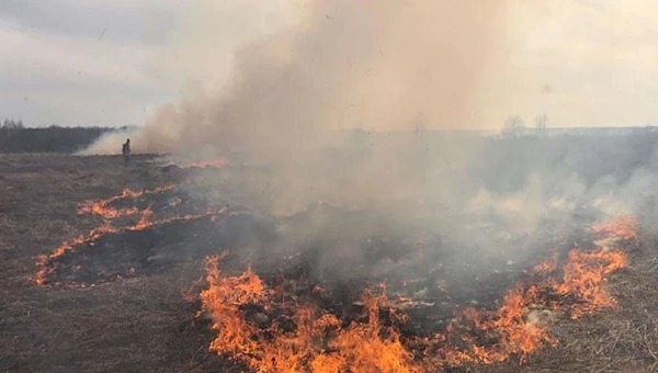 Лесные пожары угрожают здоровье мозга