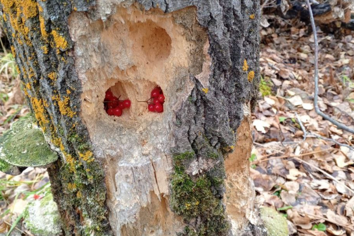 В лесу по соседству с Хакасией нашли неожиданный тайник