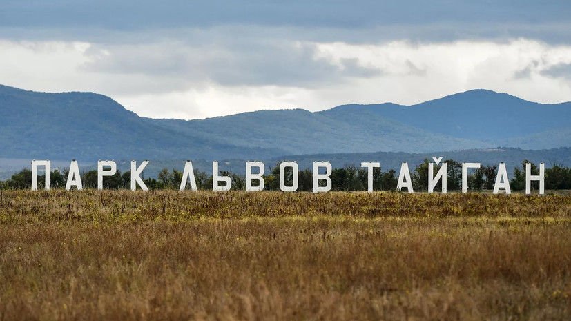 Сотрудница парка «Тайган» в Крыму погибла после нападения трёх львов