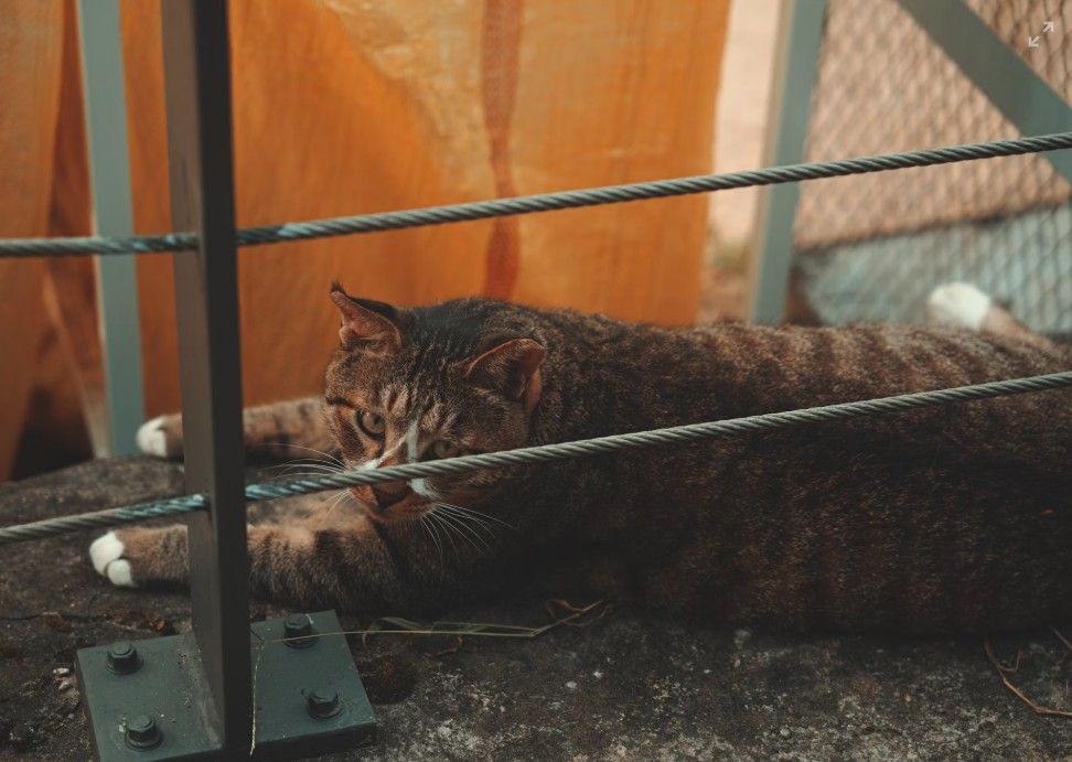 В Петербурге отметят День эрмитажного кота выставкой и мастер-классами