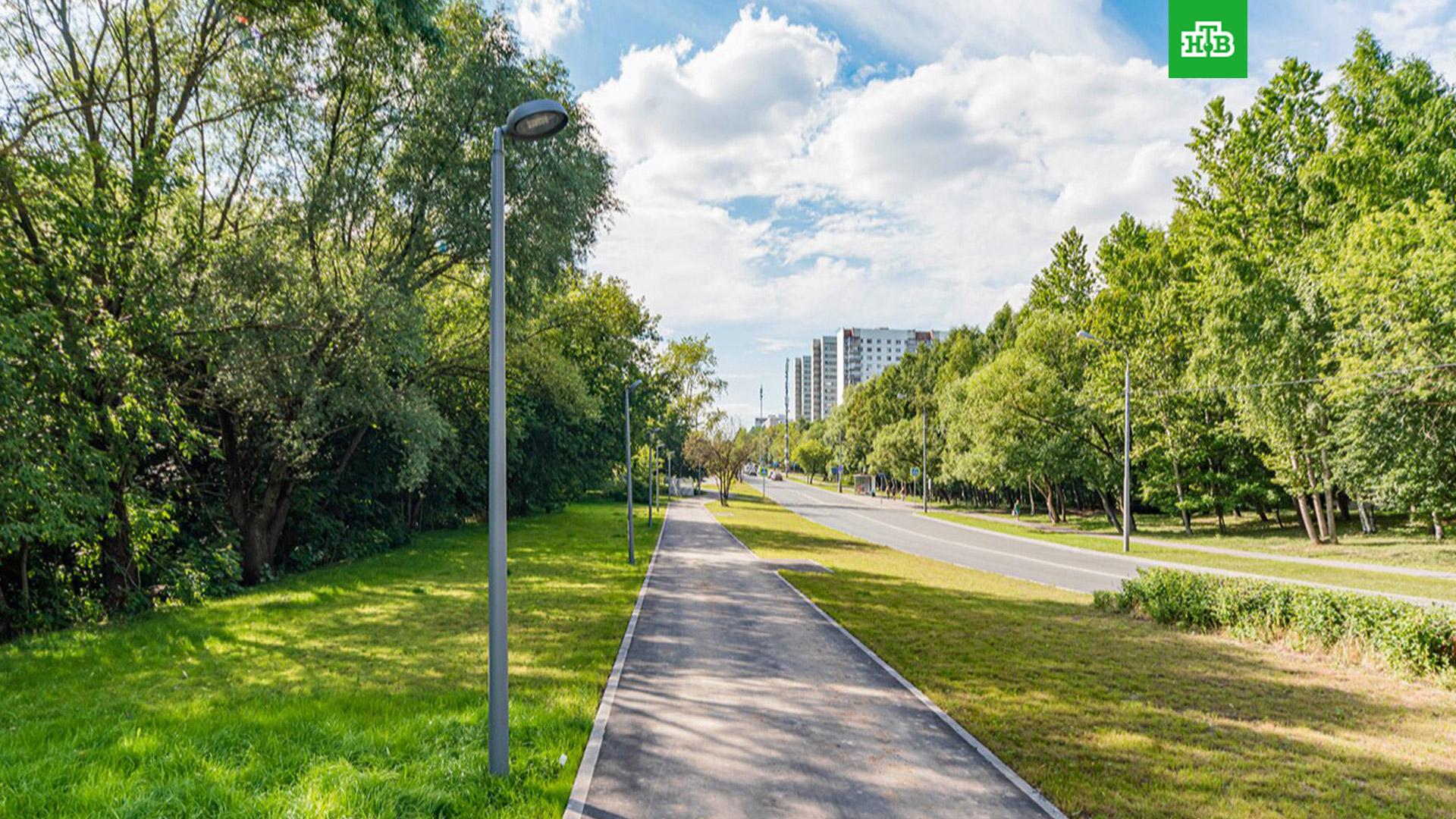 реликтовый лес челябинск. сосновый бор москва парк. парк заельцовский бор. пкио заельцовский парк. корабельная роща нижнекамск.