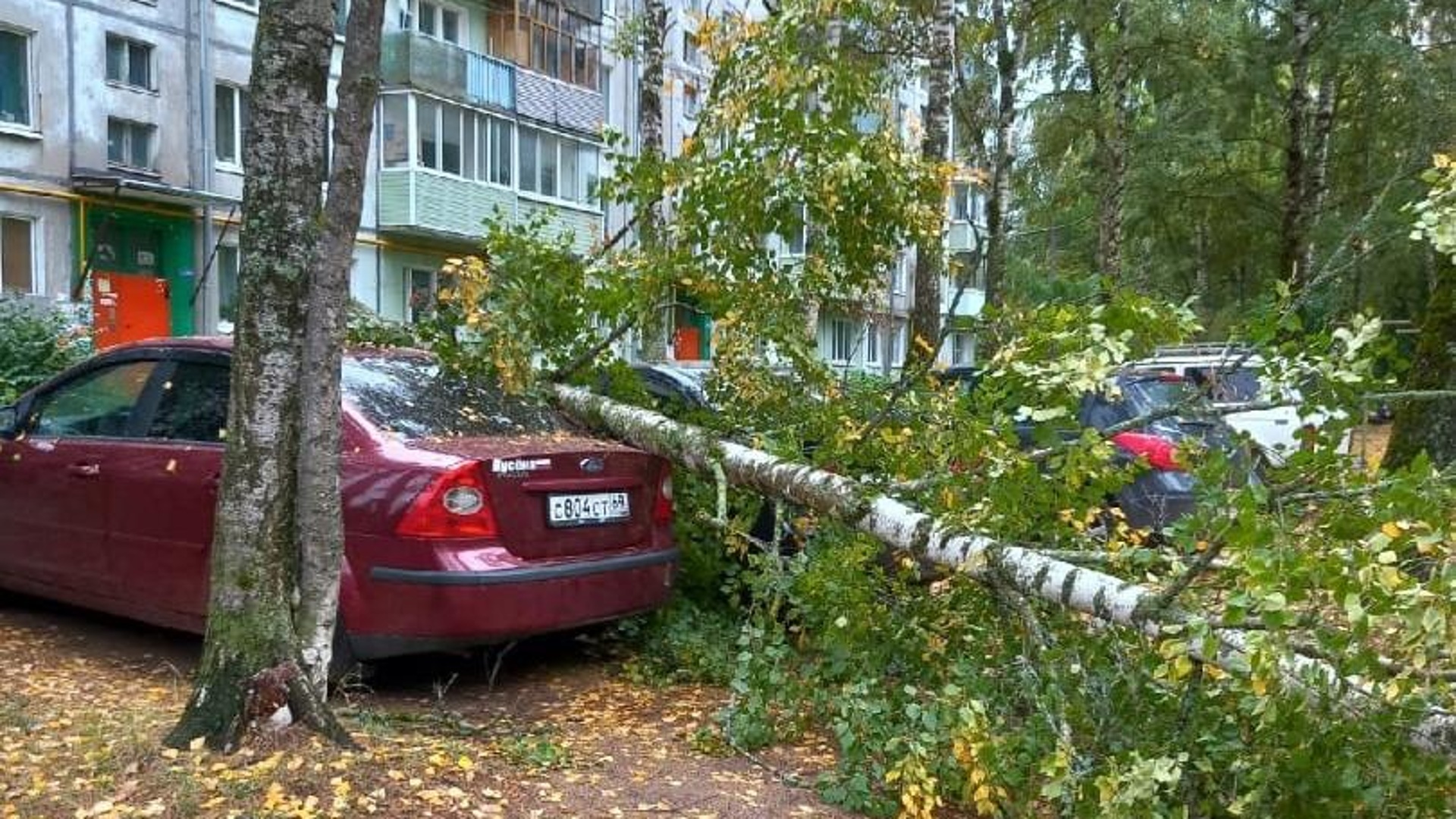 Сегодня был сильный. Машина во дворе. Дерево упало на автомобиль. Упавшее дерево в лесу.