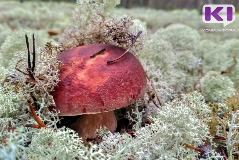 В Коми проверили грибы и ягоды на содержание радиоактивных цезия и стронция