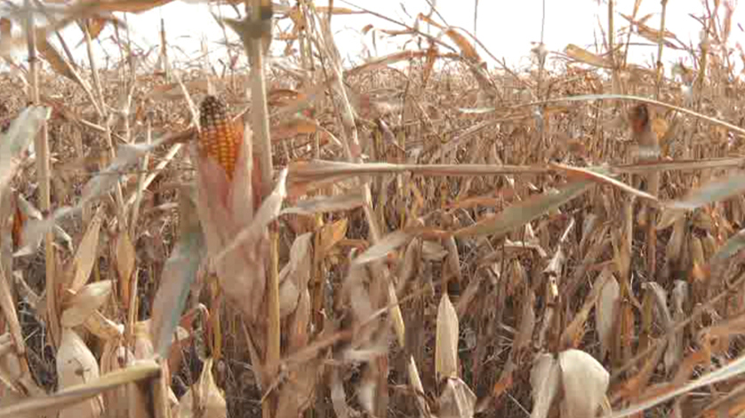 Урожайность кукурузы составляет 4 тонны. Кукурузные поля в Башкирии. Кукурузное поле Коломна. Кукуруза в Амурской области. Поля кукурузы Тамбовская область.