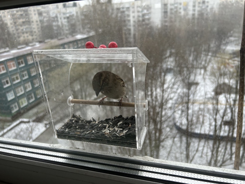 Приложение Merlin меняет подход к наблюдению за птицами по всему миру