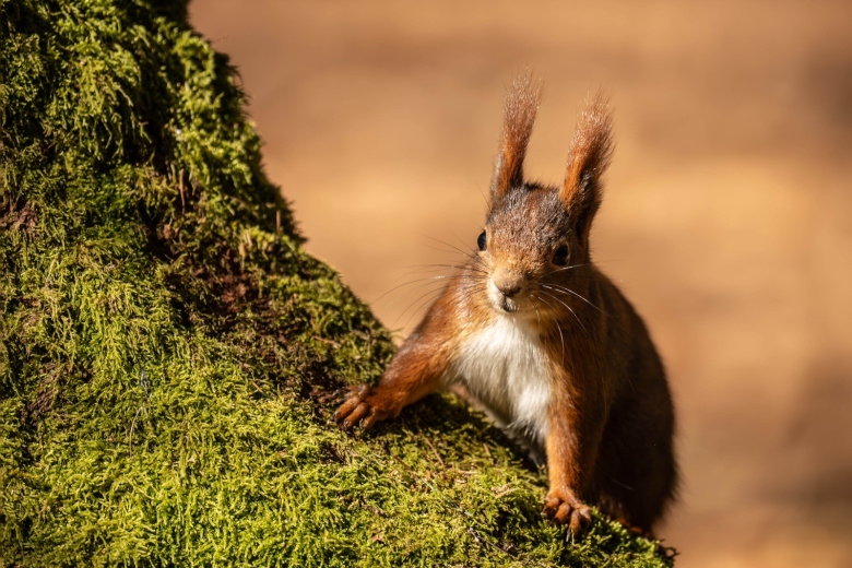Приметы 18 октября: Харитины — холстины и домашние работы