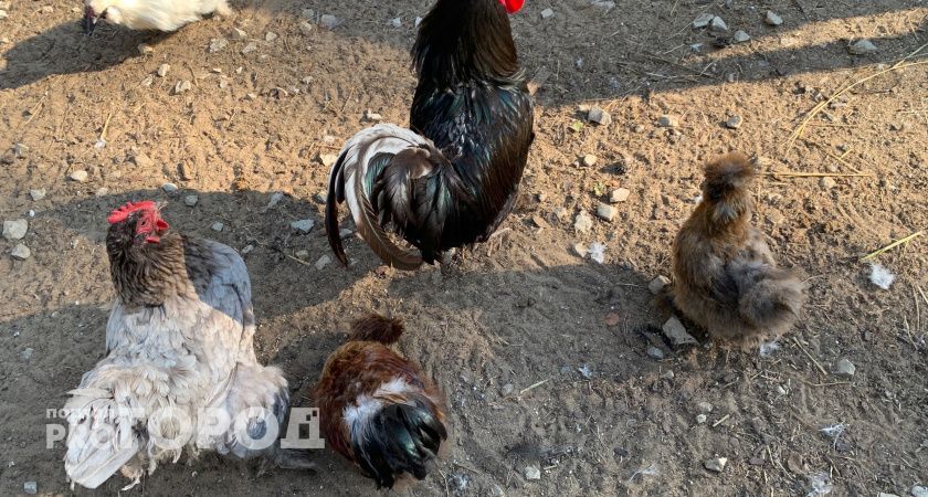 В Коми специалисты Россельхознадзора проведут исследования на птичий грипп