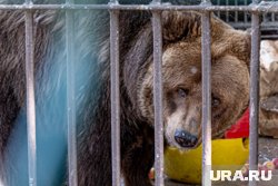 Прокуратура обнаружила организацию, которая незаконно разводила диких зверей