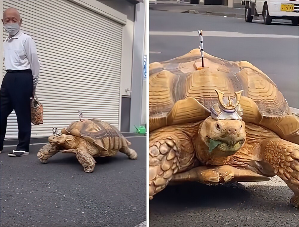12. «Обожаю встречать этого пожилого японца, который каждый день терпеливо выгуливает свою гигантскую черепаху»
